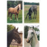 Pohlednice koně Fibox