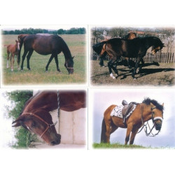Pohlednice koně Fibox