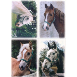 Pohlednice koně Fibox