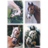 Pohlednice koně Fibox
