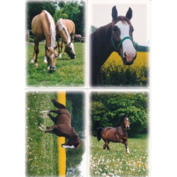 Pohlednice koně Fibox