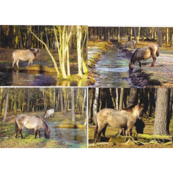 Pohlednice koně Dülmener