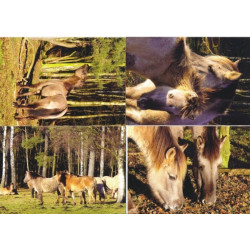 Pohlednice koně Dülmener