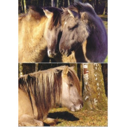 Pohlednice koně Dülmener