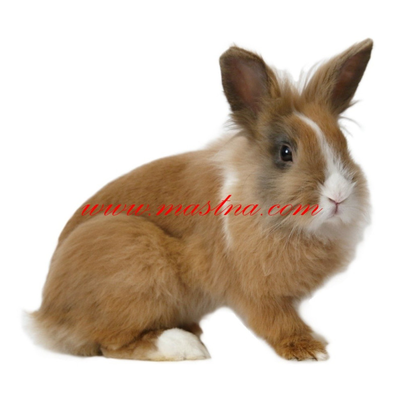 Samolepka králík lvíček