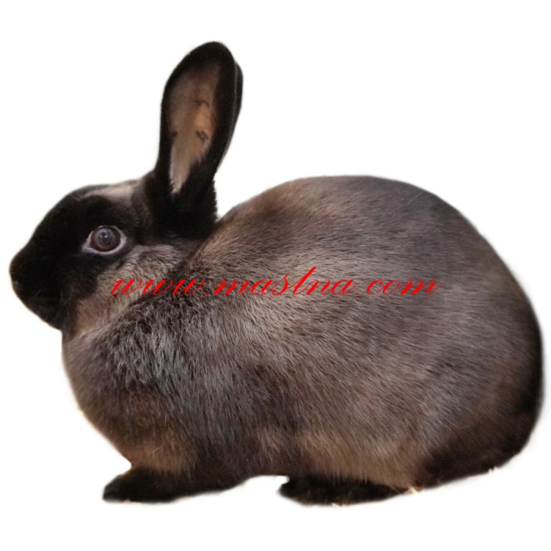 Samolepka králík kuní