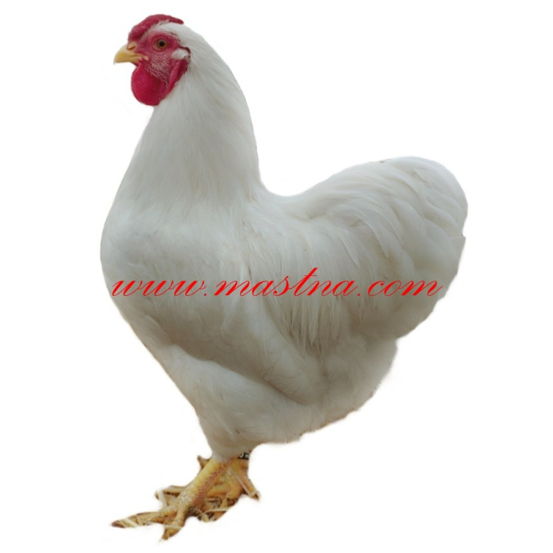 Samolepka drůbež vyandotka, kohout