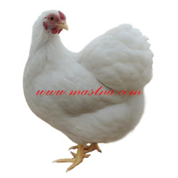 Samolepka drůbež vyandotka, slepice