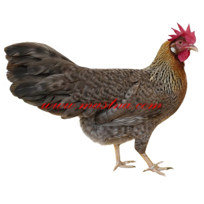 Samolepka drůbež vlaška, slepice