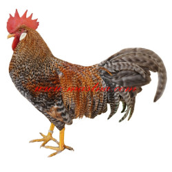 Samolepka drůbež vlaška, kohout