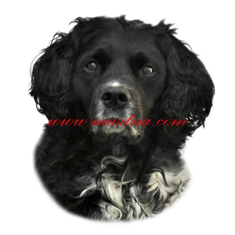 Samolepka ohař bretaňský