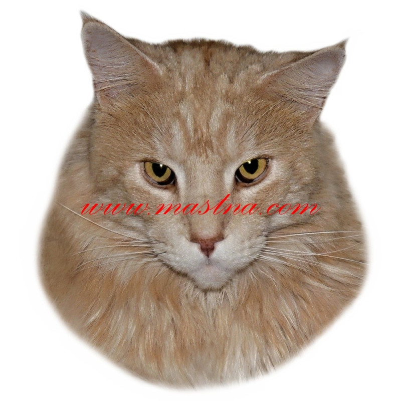 Samolepka kočka mainská