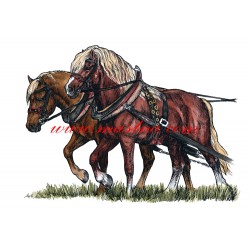 Obraz koně, chladnokrevníci, spřežení, perokresba - tisk