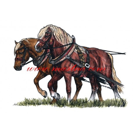 Obraz koně, chladnokrevníci, spřežení, perokresba - tisk