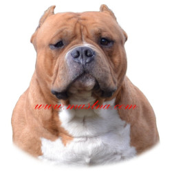 Samolepka american bully - pocket, staford, pitbul