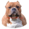 Samolepka american bully - pocket, staford, pitbul