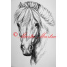 Samolepka kůň fjordský pony