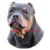 Samolepka american bully - pocket, staford, pitbul