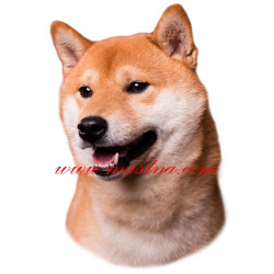 Samolepka shiba, šiba