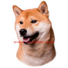 Samolepka shiba, šiba