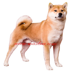 Samolepka shiba, šiba