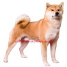 Samolepka shiba, šiba
