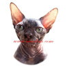 Samolepka kočka sphynx, sfinx