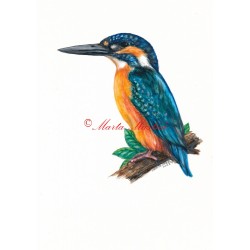 Obraz ledňáček, pták, akvarel