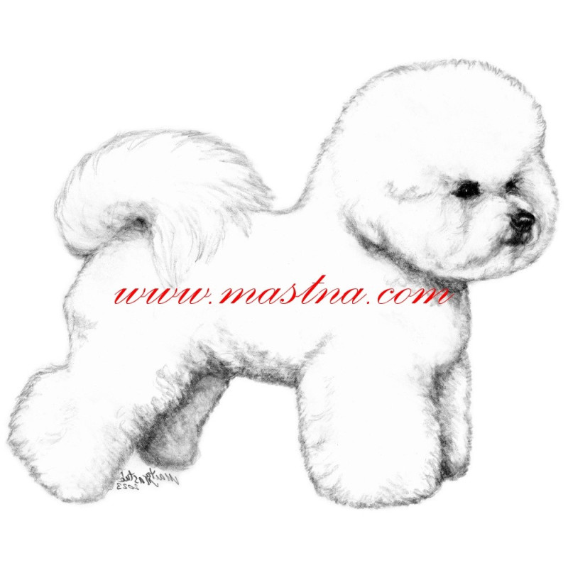 Obraz bišon, bichon a poil frise, tužka - tisk