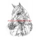 Obraz appaloosa, kůň, western, tužka - tisk