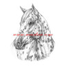 Obraz appaloosa, kůň, western, tužka - tisk