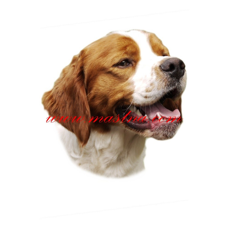 Samolepka bretaňský ohař