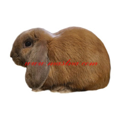 Samolepka králík beran zakrslý, beránek