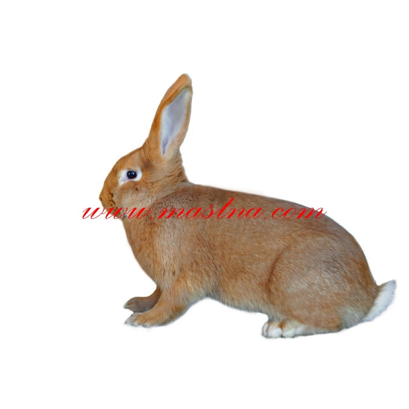 Samolepka králík burgundský