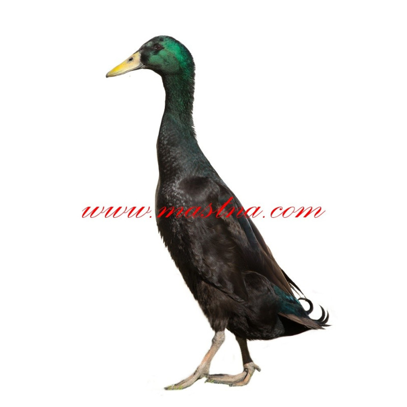 Samolepka kachna indický běžec, drůbež