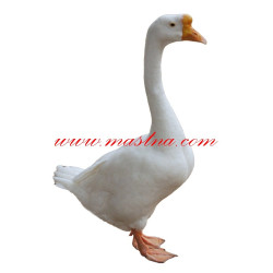 Samolepka husa labutí, drůbež