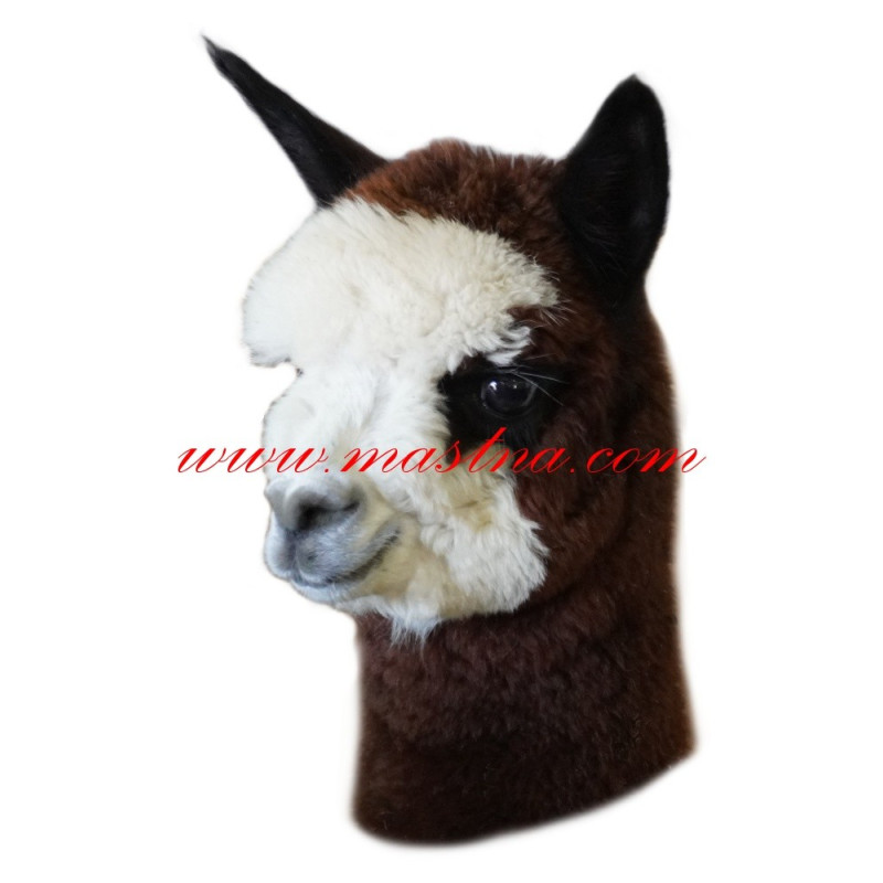 Samolepka lama alpaka