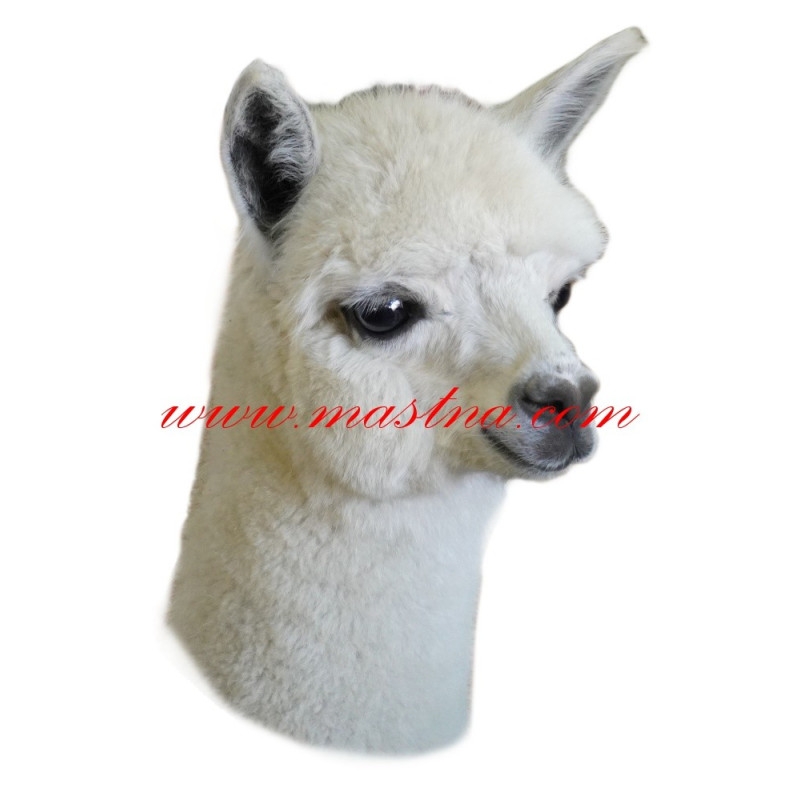 Samolepka lama alpaka