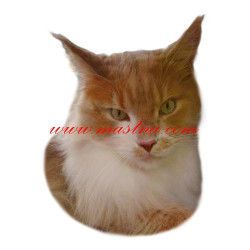 Samolepka kočka mainská