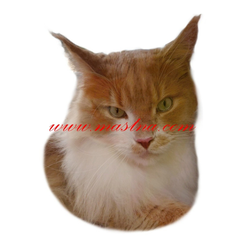 Samolepka kočka mainská