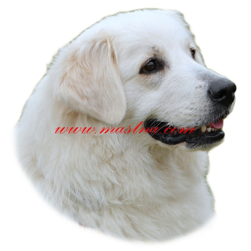 Samolepka slovenský čuvač