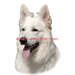 Samolepka bílý švýcarský ovčák