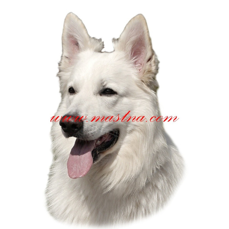 Samolepka bílý švýcarský ovčák