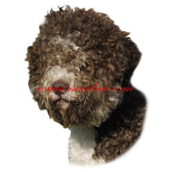 Samolepka lagotto romagnolo, lagoto
