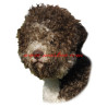 Samolepka lagotto romagnolo, lagoto