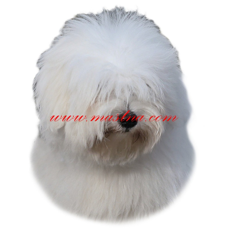 Samolepka coton de Tulear