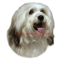 Samolepka havanský psík