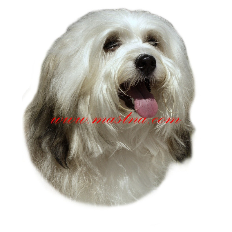 Samolepka havanský psík