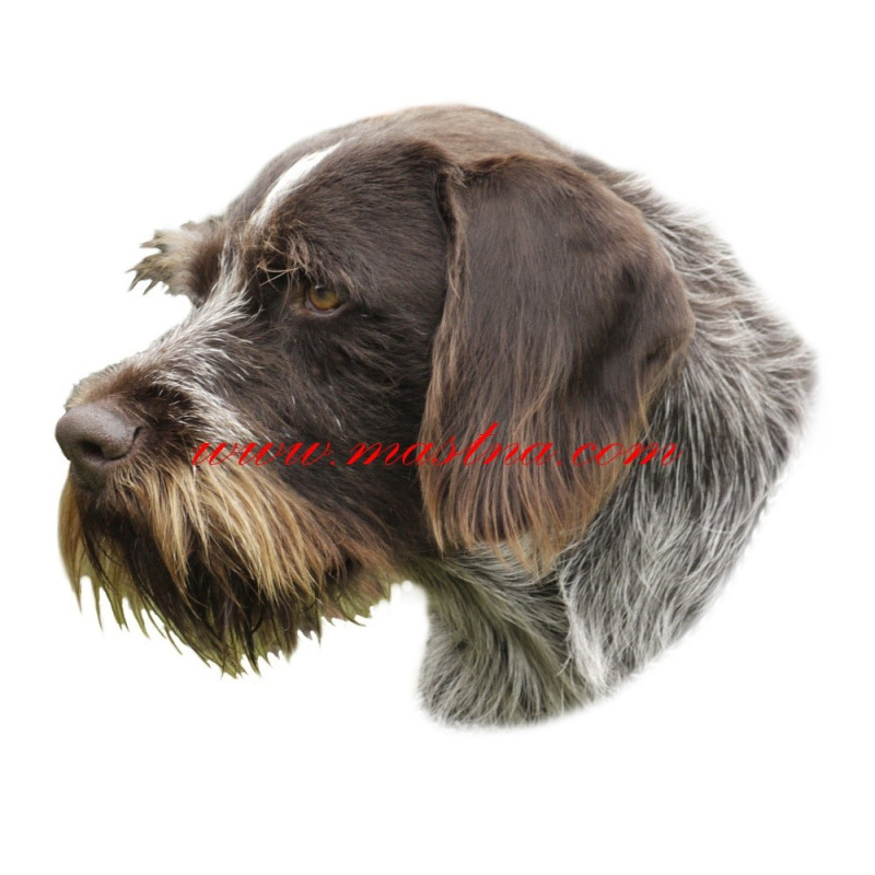 Samolepka český fousek, ohař