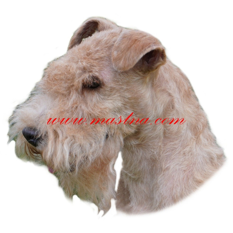 Samolepka lakeland teriér